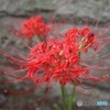 あちこちで彼岸花