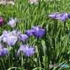 見ごろの花菖蒲