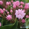 最初の一輪