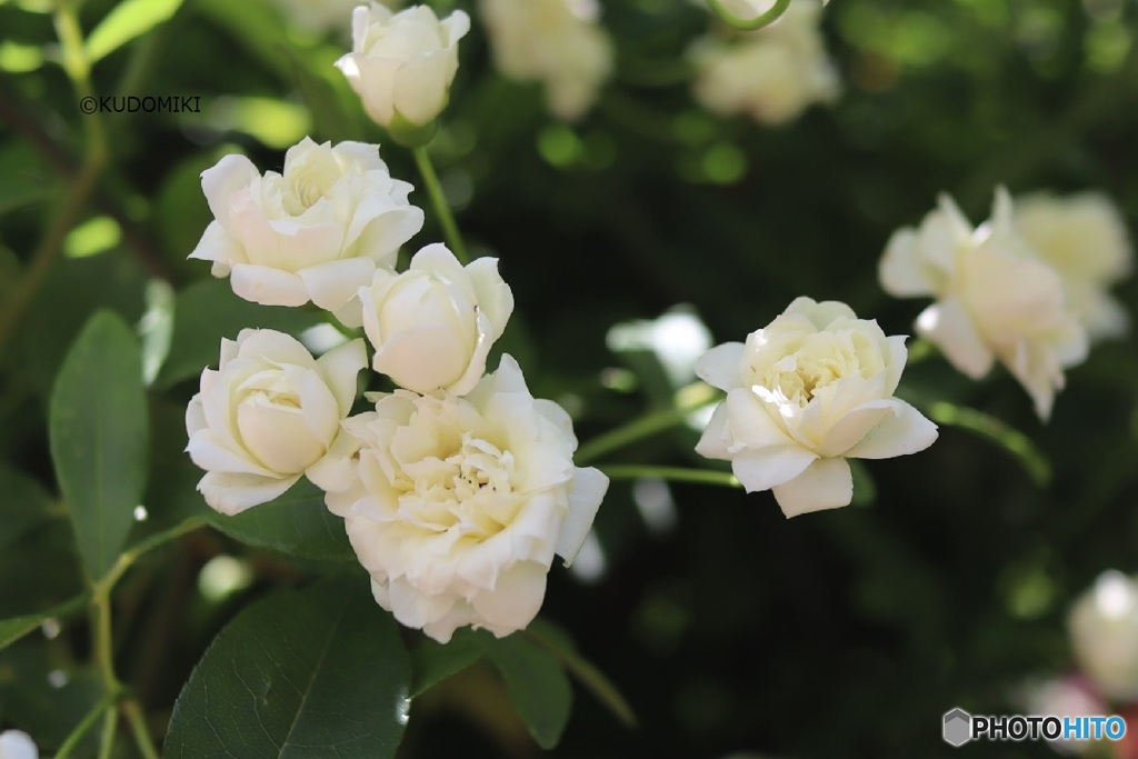 白い木香薔薇