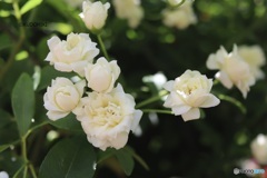 白い木香薔薇