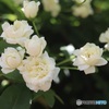 白い木香薔薇