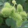 魅力あるけど外来種