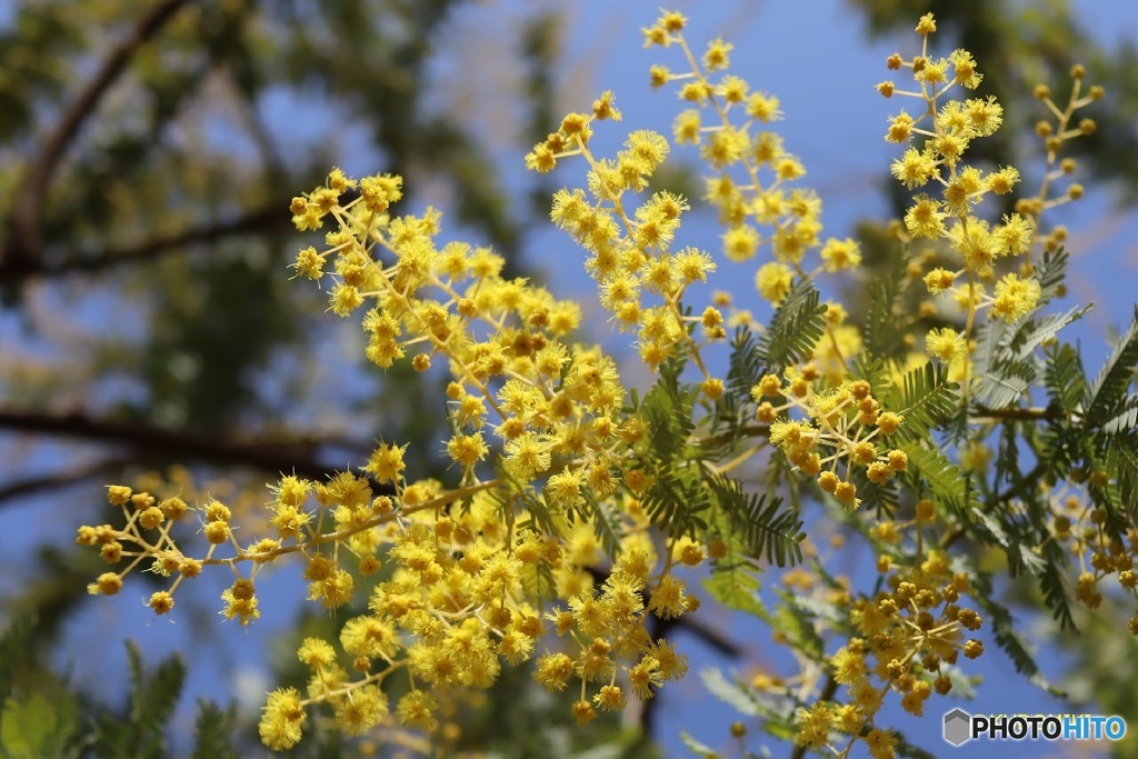 花火のように輝く