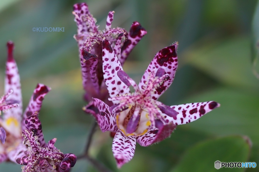 ホトトギスの花
