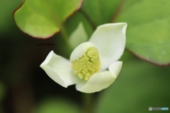 ドクダミ開花