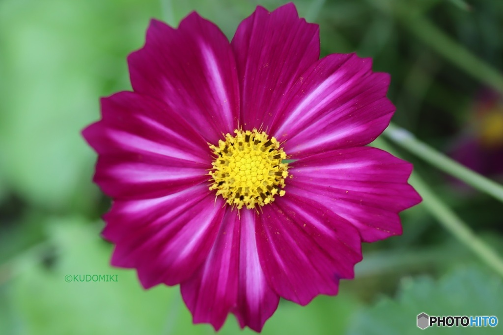 色鮮やかな花弁