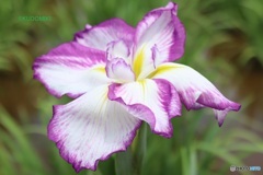 咲きたて花菖蒲