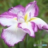 咲きたて花菖蒲