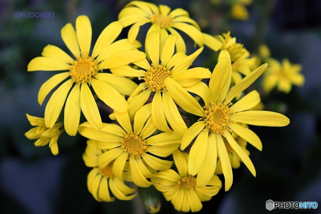 見ごろのツワブキ