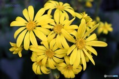 見ごろのツワブキ