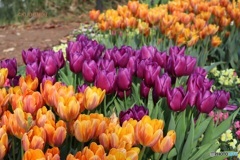 アイスチューリップ