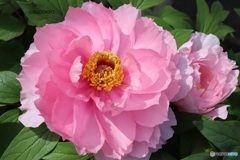 牡丹開花
