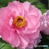 牡丹開花