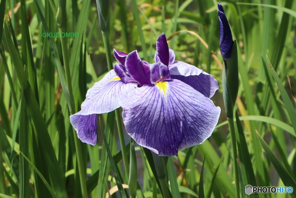 花菖蒲