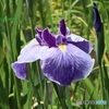 花菖蒲