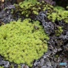 溶岩に生えた苔