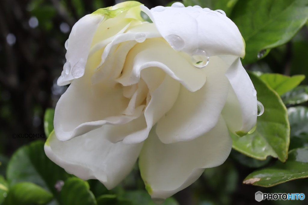 雨粒たくさん付いてた