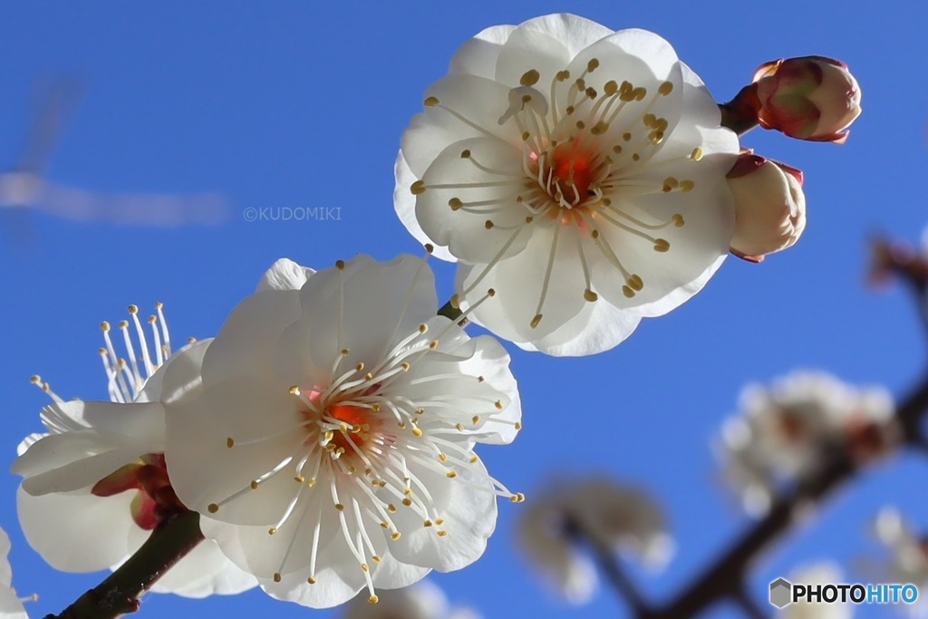 開花した白梅