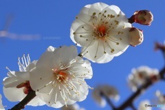 開花した白梅