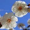 開花した白梅