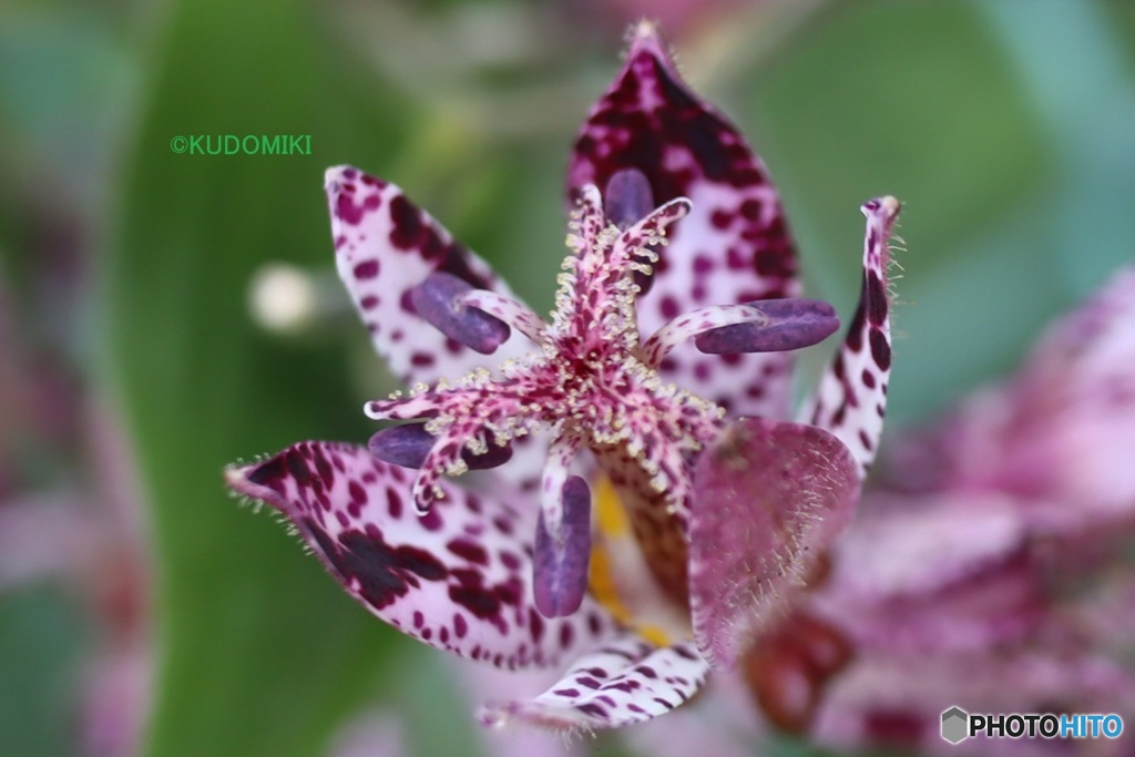 咲きたてホトトギス