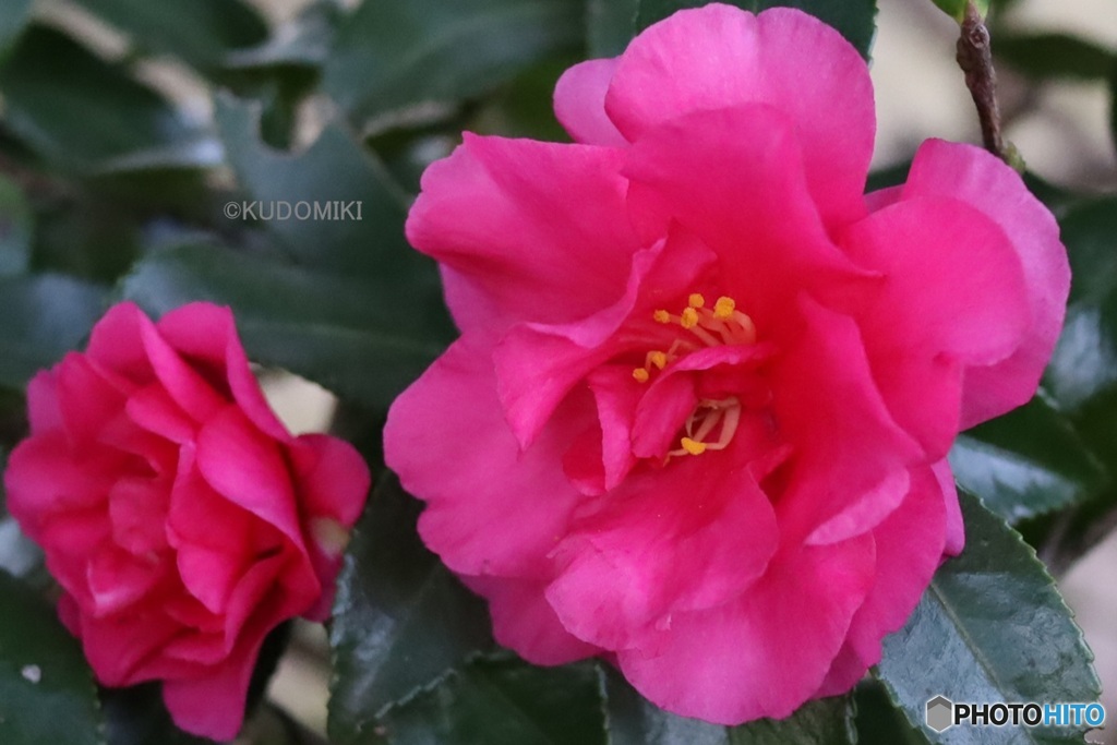 見ごろのサザンカ