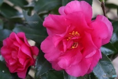 見ごろのサザンカ