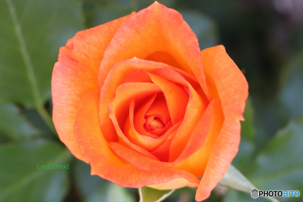 春の薔薇を見に行った