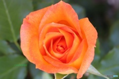 春の薔薇を見に行った