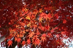 透過光で映える