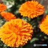 まぶしい色の金盞花