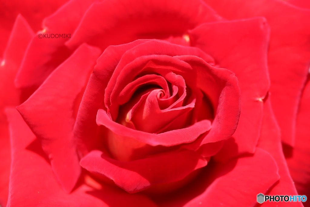 真っ赤な薔薇