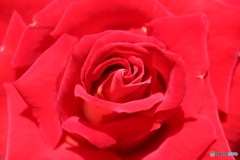 真っ赤な薔薇