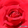 真っ赤な薔薇