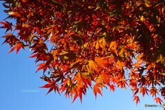 快晴の透過光で