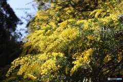 大きなミモザの木