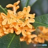枝先の花々