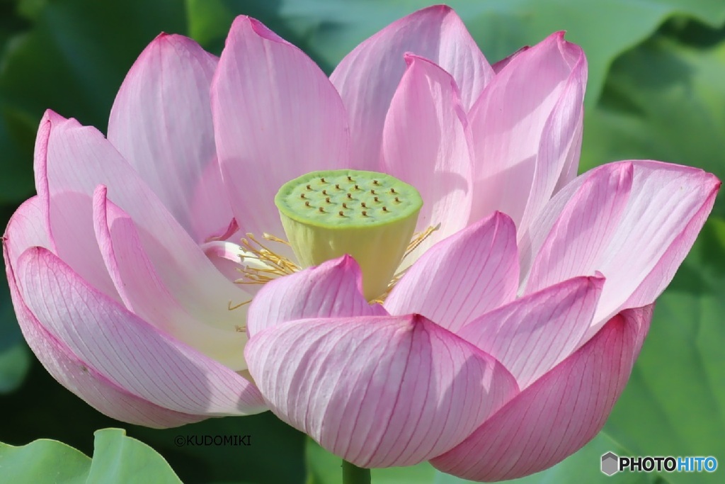 蓮の花を見に行った