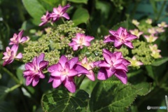八重ガク紫陽花