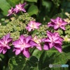八重ガク紫陽花