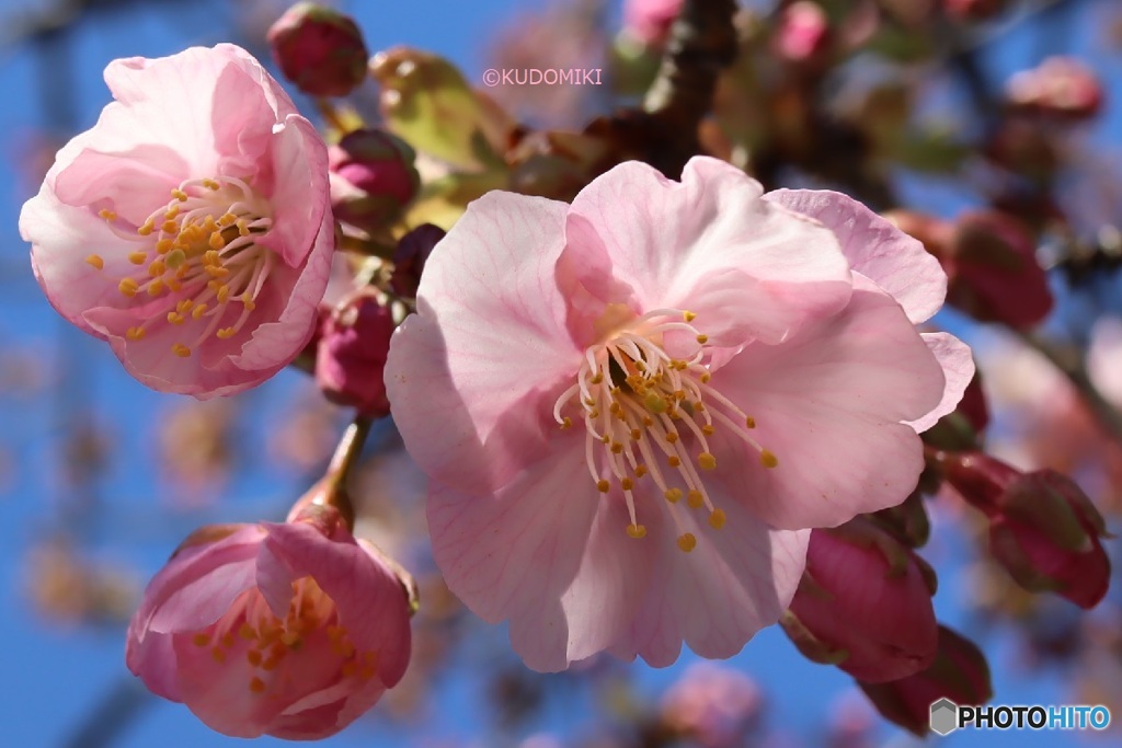 河津桜はじまる