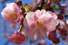 河津桜はじまる
