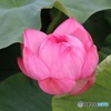 蓮の花を見に行った