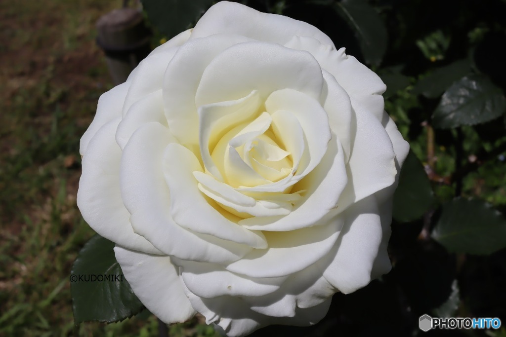 真っ白な春の薔薇