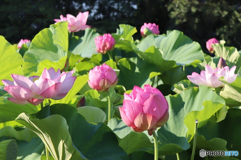 不忍池の蓮