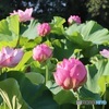 不忍池の蓮