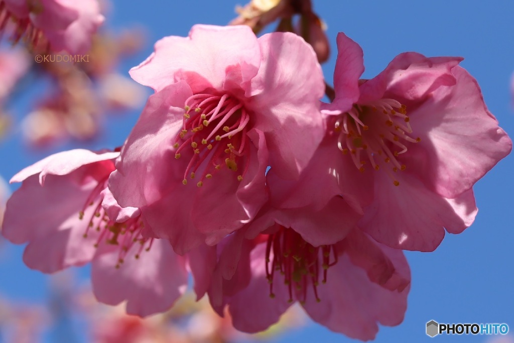 河津桜