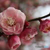色も形も良い感じ