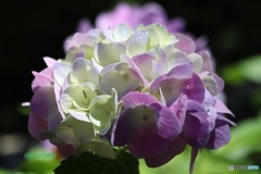 紫陽花